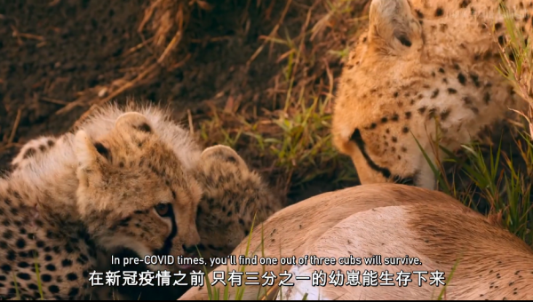 當人類消失，地球會發生什麼？