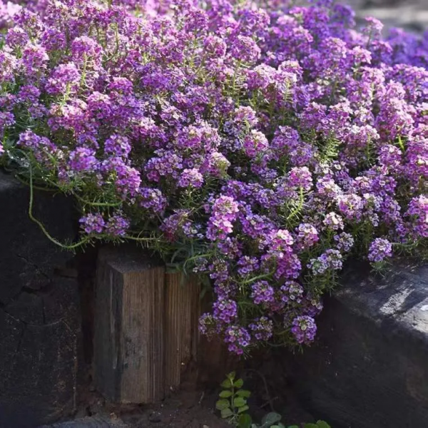 每年都搶著買的香雪球，種在花園裡引人駐足，流連忘返