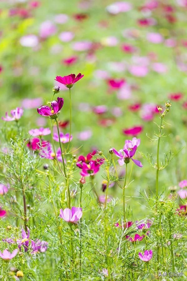 廣東第一大姓氏，有一座中山最大宗祠，匾額上皇帝卻只提了半個字