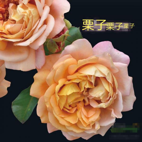 木村卓功及木村系列月季品種（4）