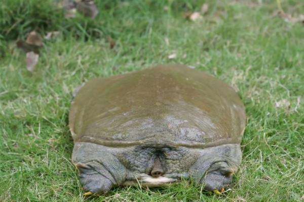 秋季來回幾種魚都釣膩了，換換口味，釣甲魚的全套攻略送給大家