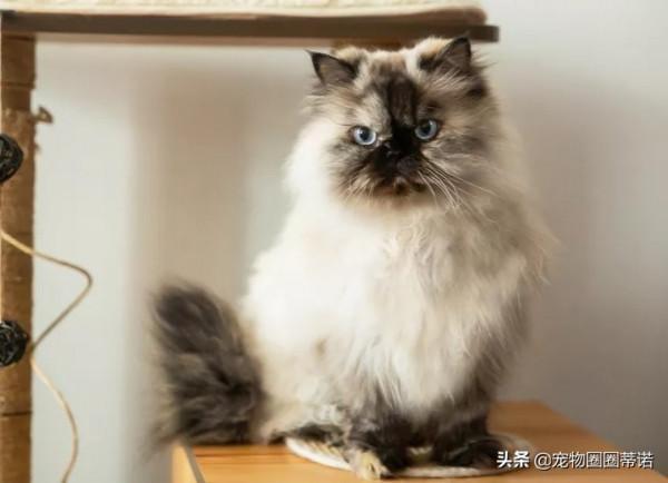 養貓和性格有關！10大熱門貓咪「主人個性分析」養貓人有反差萌？