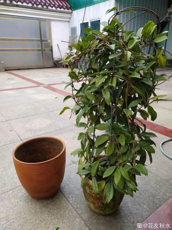 注意!花盆要是太深,養花要注意,很容易爛根 注意!花盆要是太深,養花要注意,很容易爛根