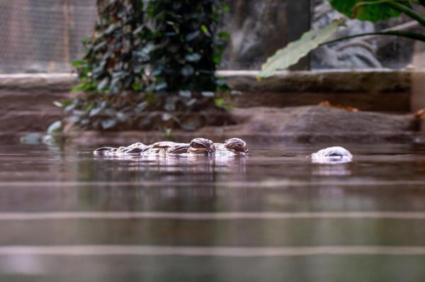 羅茲動物園的馬來鱷