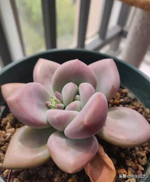 好多肉是養出來的，不是買的，狀態再好，到了家裡也是綠白菜
