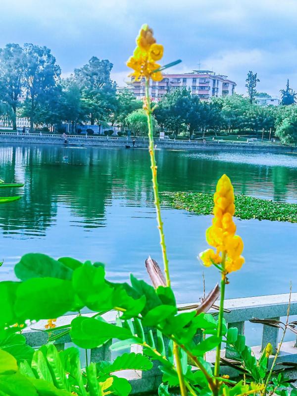 翅莢決明～翩翩狹翅欲飛翔，花朵芬芳且美豔