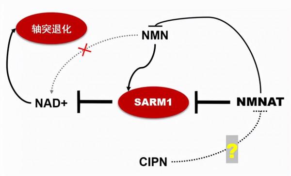 人到中年,為什麼會變胖?中年人微胖更健康?如何維持微胖身材? 人到中年,為什麼會變胖?中年人微胖更健康?如何維持微胖身材?