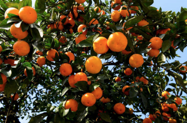 「打卡湖南」你瞧,湖南的秋天都在這 「打卡湖南」你瞧,湖南的秋天都在這