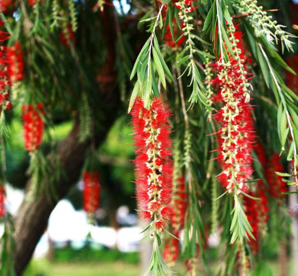 這種能開花的柳樹名為“串錢柳”,紅彤彤,盆栽放屋裡格外喜慶 這種能開花的柳樹名為“串錢柳”,紅彤彤,盆栽放屋裡格外喜慶