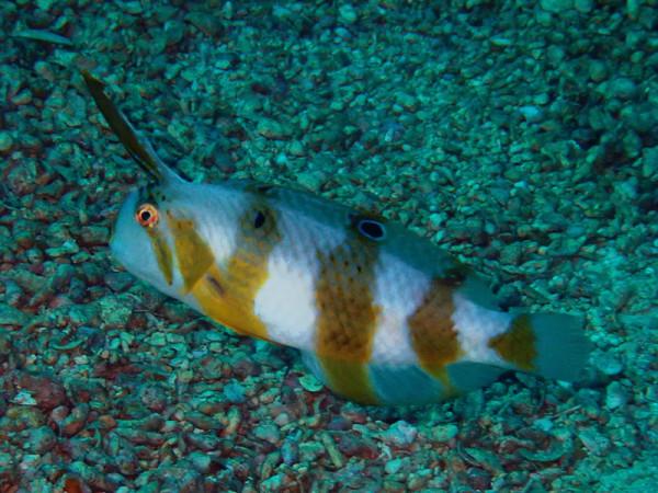 海生物284：舉刀魚