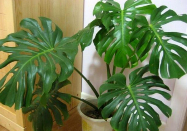 龜背竹修剪扦插一步到位，秋天容易成活，而且更容易爆側芽