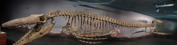 海王龍：白堊紀海洋中的頂級掠食者，體長17米的深海殺手