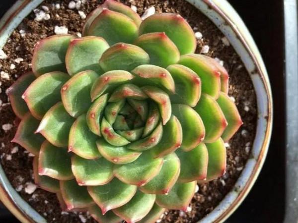 多肉冰河世紀，集2種多肉的優秀基因於一身，好養又耐看