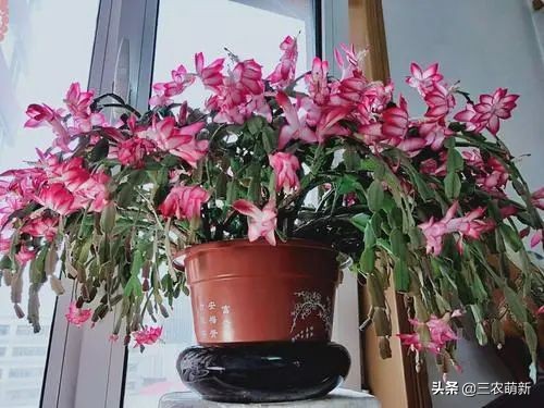11種&OpenCurlyDoubleQuote;旺宅花&rdquo;愛喝醋，半月1小杯，葉漂亮花開不停