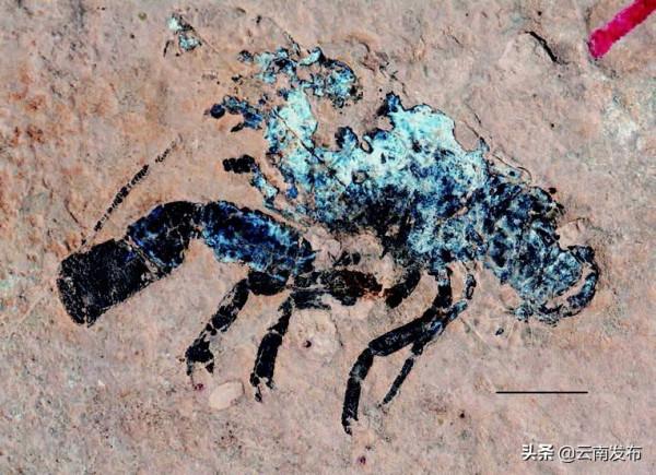 走進羅平生物群國家地質公園 探尋遠古生命印記