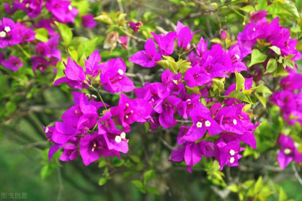 紫茉莉,夜來香,地雷花,說的都是它 紫茉莉,夜來香,地雷花,說的都是它