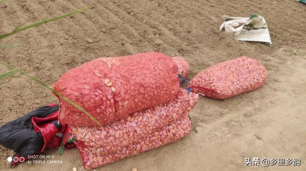 播種大蒜做好這四個步驟,徹底解決出苗慢,而且苗齊、苗壯 播種大蒜做好這四個步驟,徹底解決出苗慢,而且苗齊、苗壯