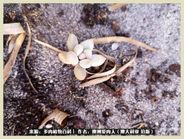 多肉變胖純屬正常,我的變胖卻是工傷 多肉變胖純屬正常,我的變胖卻是工傷