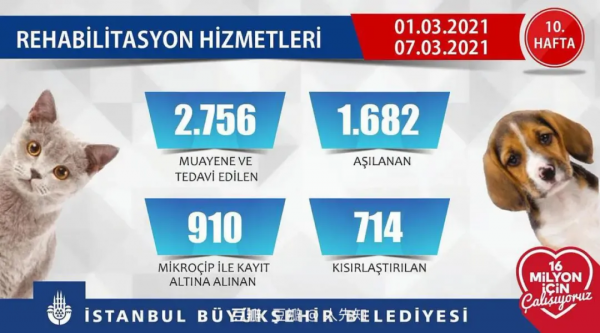 偶遇路中央喝水的流浪貓，大叔停車等候，畫面過暖