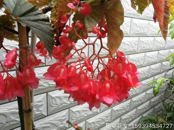 1種花俗稱“搖錢樹”,滿盆長滿小元寶,大吉大利,好看吉祥 1種花俗稱“搖錢樹”,滿盆長滿小元寶,大吉大利,好看吉祥