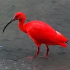 鳥的世界 鳥的天堂