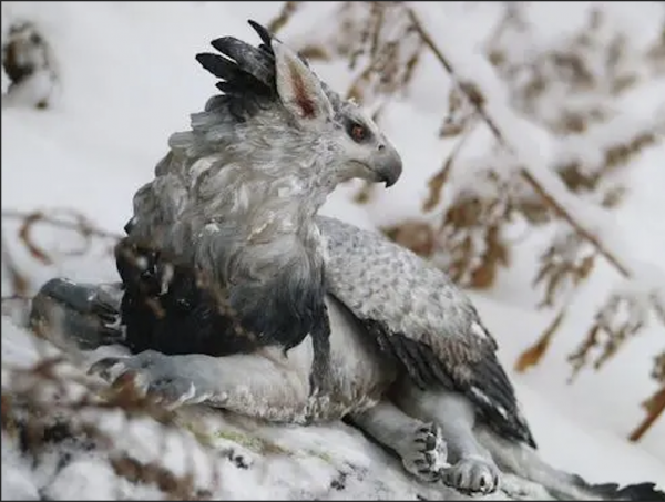 酒湖鳥&mdash;&mdash;把主人撕成碎片的神鳥，你敢把它當寵物嗎？