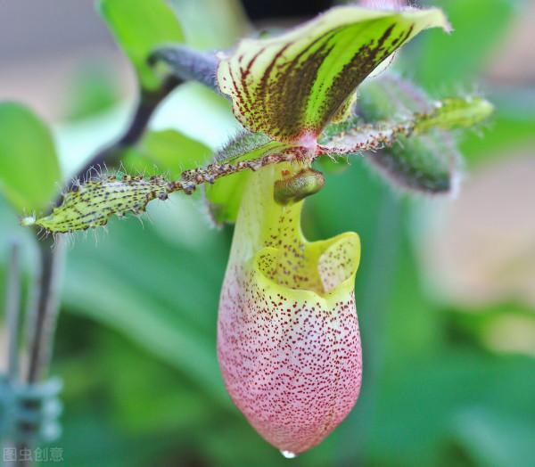 拖鞋蘭又稱兜蘭