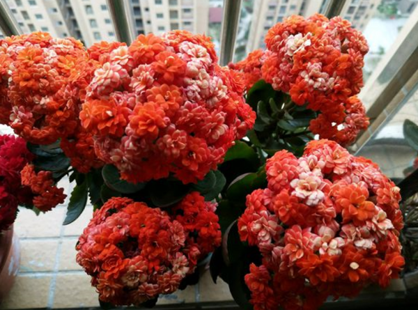 買到長壽花小苗，不要讓它開花，做好這幾步，讓它花量“翻幾倍”