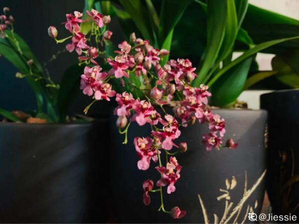 屋裡養盆“香水花”,活脫脫的“活香水”,滿屋香味還特別耐寒 屋裡養盆“香水花”,活脫脫的“活香水”,滿屋香味還特別耐寒