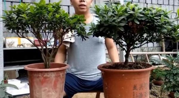 “杜鵑”葉片發黑、落葉，不僅“缺鐵”“缺酸”，難怪你養不好