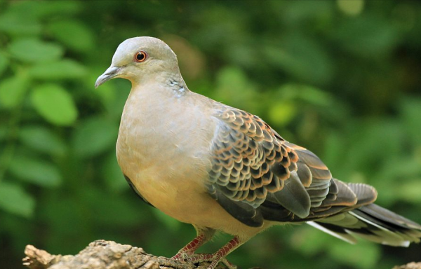 東江攬勝:收集常見鳥類圖譜之陸禽篇,攝鳥人自留地,建議收藏 東江攬勝:收集常見鳥類圖譜之陸禽篇,攝鳥人自留地,建議收藏