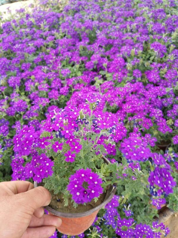 24種紫色花草,高貴而優雅,比綠蘿吊蘭好看多了 24種紫色花草,高貴而優雅,比綠蘿吊蘭好看多了