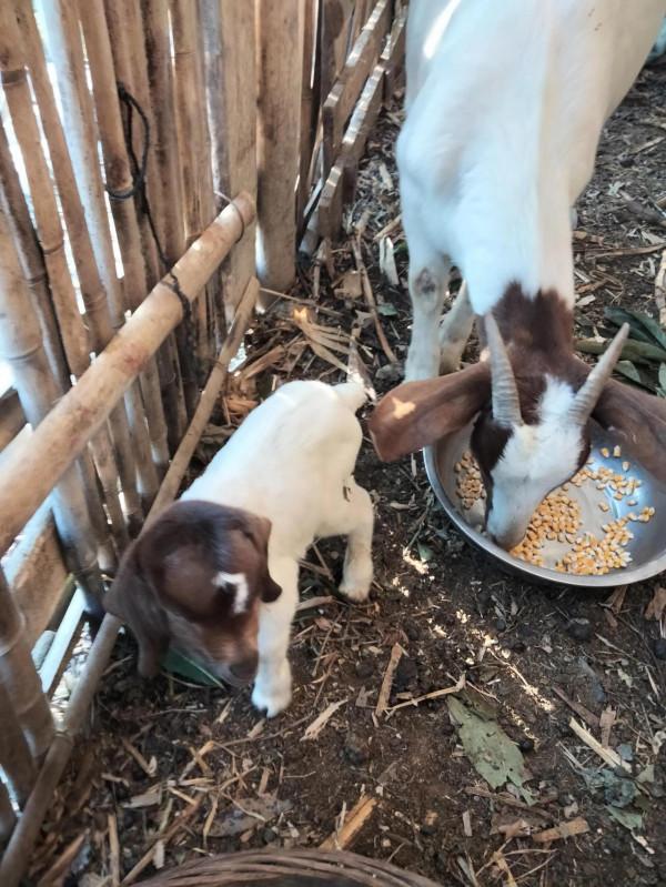 剛出生三天的小奶羊萌化了