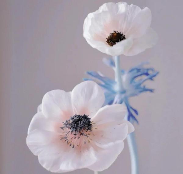 《道德經》一個人慾望越少，內在智慧越多，也就，越靠近本源