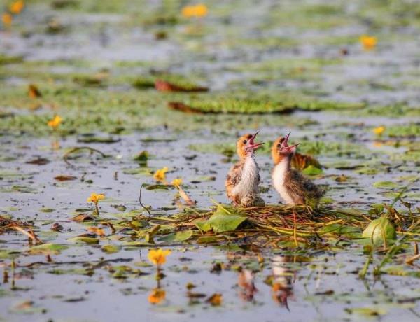 浩瀚的湖面上，幾隻呆萌雛鳥好可愛