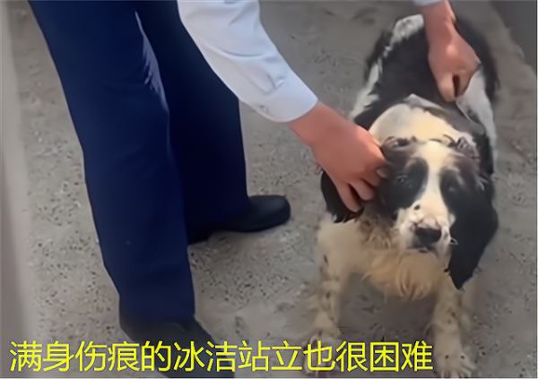 昨天，一條狗死了，但是很多人卻哭了，它已經不是狗而是戰友