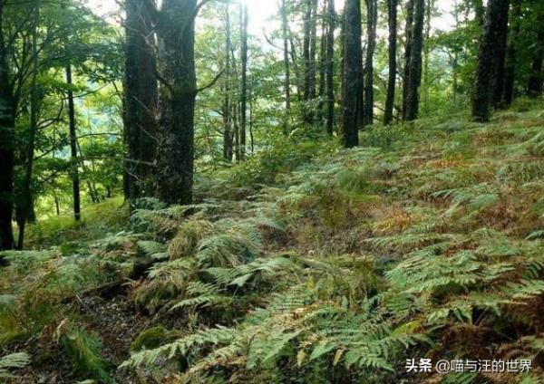 狙擊手的偽裝術有多厲害？網友：第5張圖，不看紅色標註很難找到