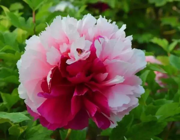 分享圖片&mdash;&mdash;醉美牡丹集