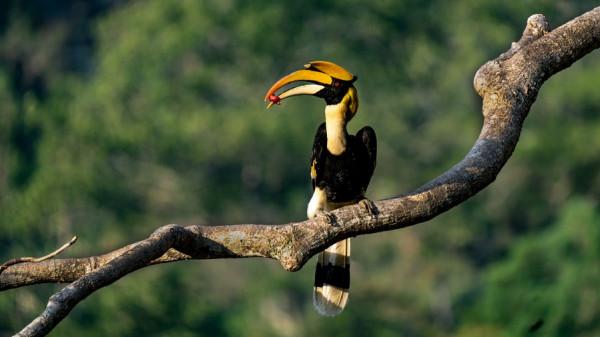 犀鳥谷護林員的生態保護故事