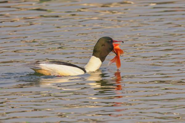秋沙鴨吃大紅魚的饕餮盛宴