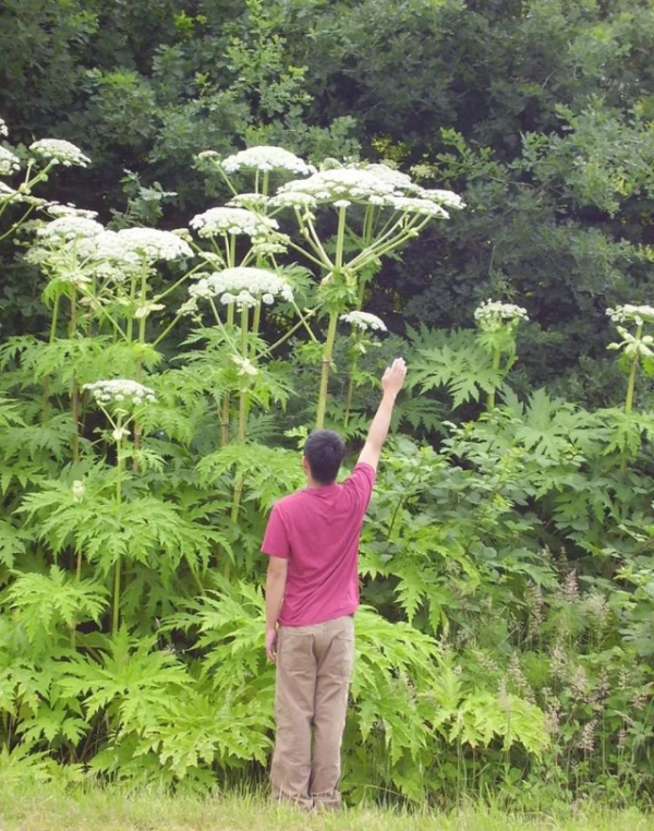 這種野草雖然常見，但沾到面板易起“大水泡”，戶外出遊可得當心