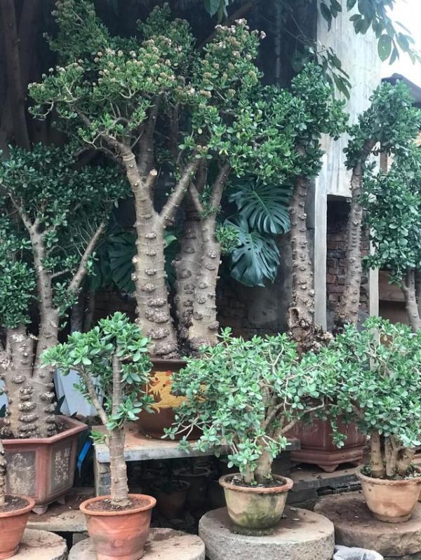 5種“懶人花”,自身有“儲水器”,一個月不澆,一樣長爆盆 5種“懶人花”,自身有“儲水器”,一個月不澆,一樣長爆盆