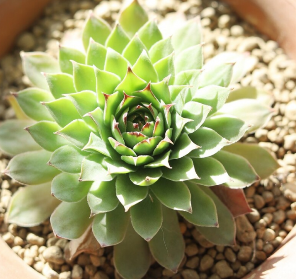 冬天養觀音蓮，捨不得孩子套不著狼，多“凍一凍”狀態越來越好