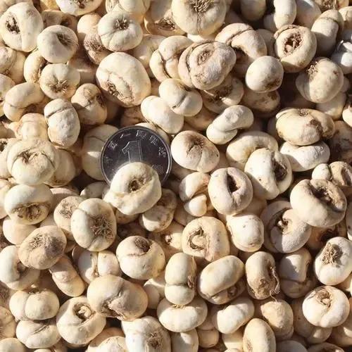 促進消化性潰瘍癒合，四味中藥，解毒排膿，散痰溼凝結，斂瘡生肌