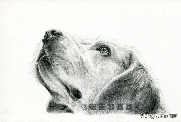 動物的毛髮怎麼畫？畫一隻狗狗，示範一下