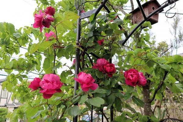 老人改造一個25年的70平米老花園,網友:幸福美滿的退休生活 老人改造一個25年的70平米老花園,網友:幸福美滿的退休生活