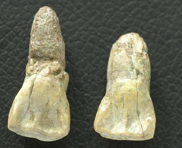 中華祖先之(藍田人與元謀人) 中華祖先之(藍田人與元謀人)