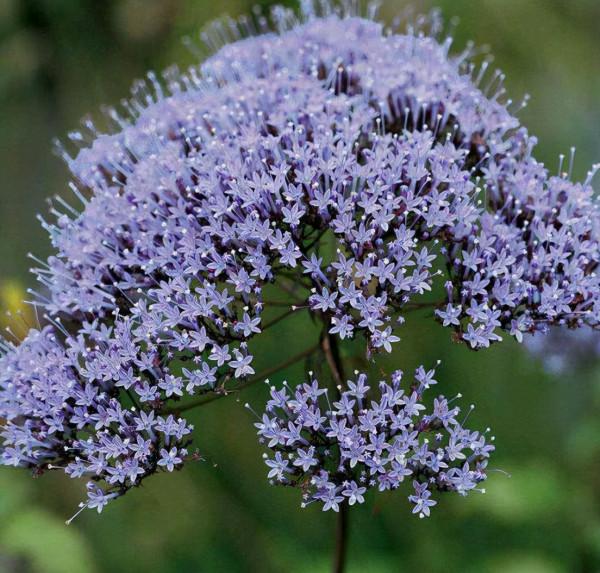 姐姐養了1種“仙花”，開放時淡雅如霧，大家看到都驚讚：太美了