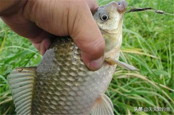 秋釣鯽魚，從中秋開始，秋末達到頂峰，愛釣鯽魚，多試試這種釣法