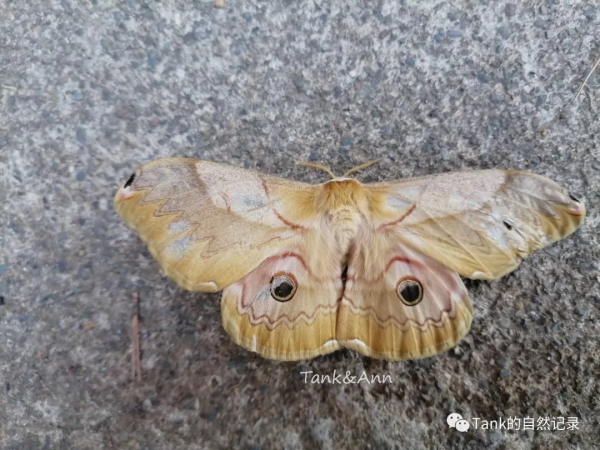 Tank的自然記錄•鱗翅目的蛾子們